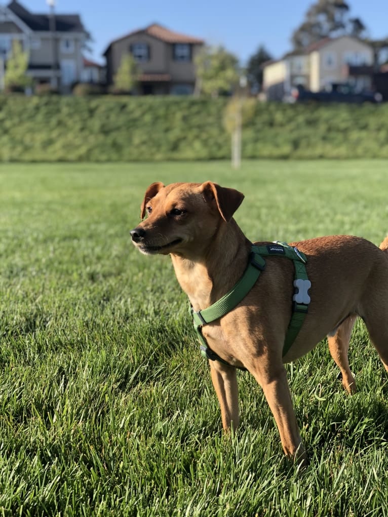 Jack, a Miniature Pinscher and Poodle (Small) mix tested with EmbarkVet.com