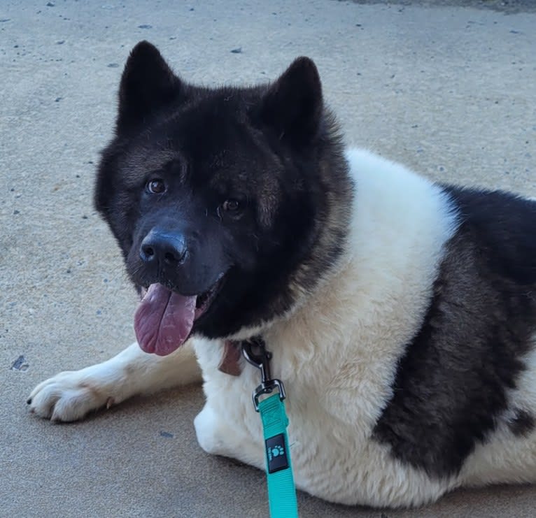 Sansa, an Akita tested with EmbarkVet.com