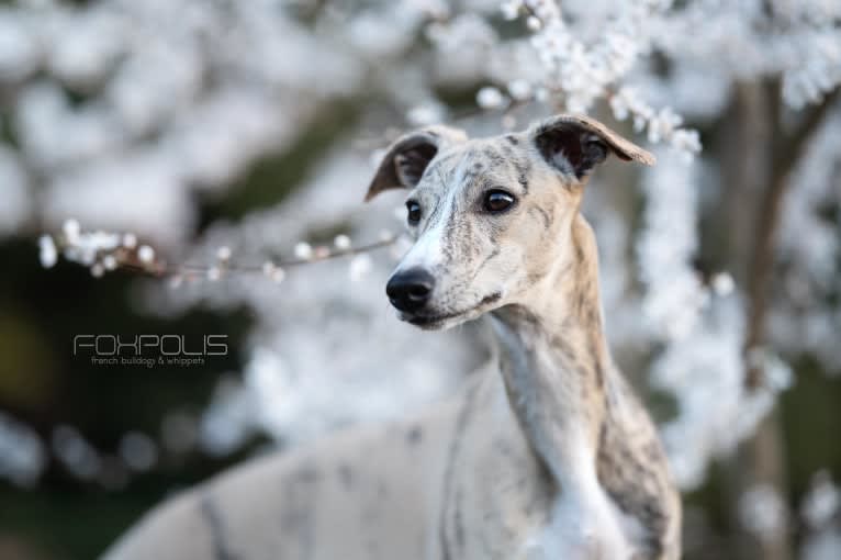 Toscane, a Whippet tested with EmbarkVet.com