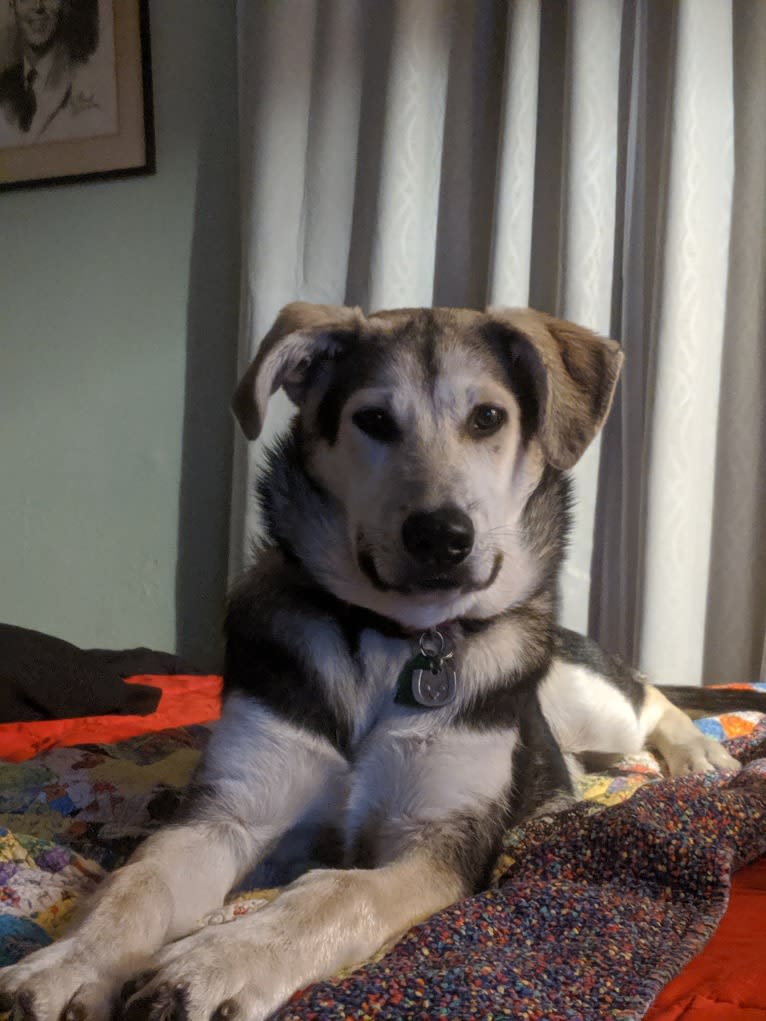 Finn, an Alaskan Malamute and Beagle mix tested with EmbarkVet.com