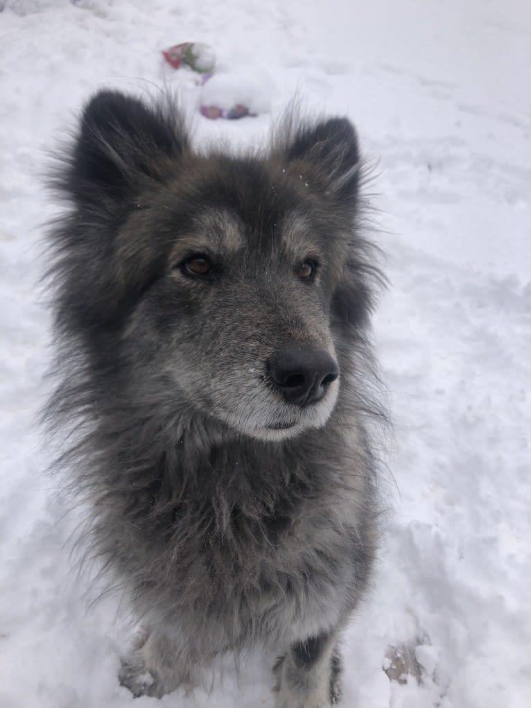 Brutus, a German Shepherd Dog and Siberian Husky mix tested with EmbarkVet.com