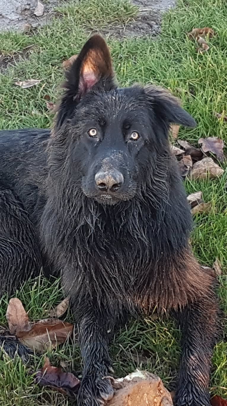 Jaromir, a German Shepherd Dog tested with EmbarkVet.com