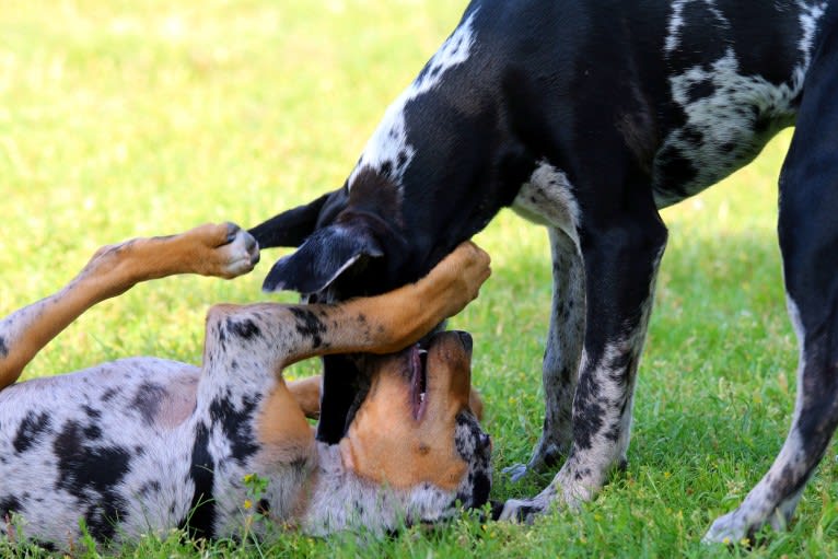 Roux, a Catahoula Leopard Dog tested with EmbarkVet.com