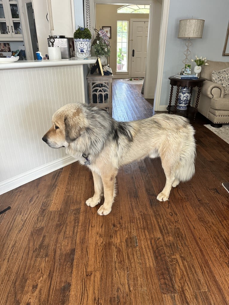 Moose, a Tibetan Mastiff tested with EmbarkVet.com
