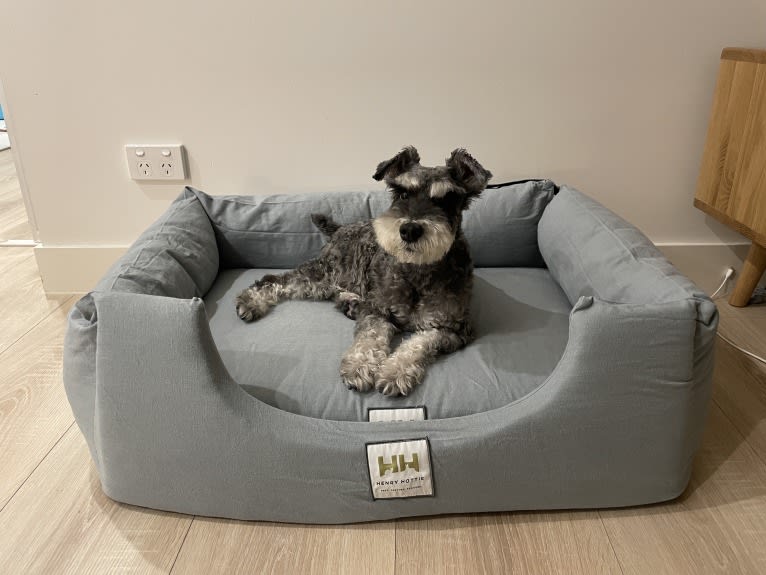 Dickson, a Miniature Schnauzer tested with EmbarkVet.com