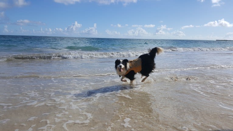 Kida, a Border Collie tested with EmbarkVet.com