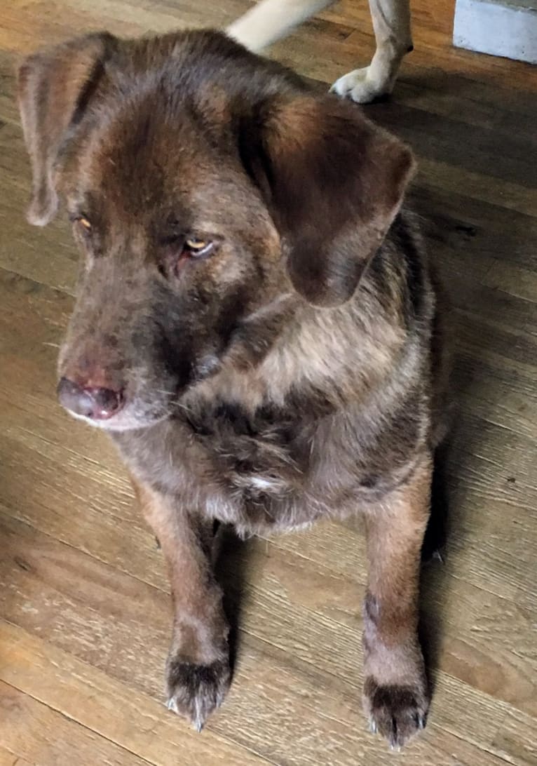 Timber, a Labrador Retriever and American Pit Bull Terrier mix tested with EmbarkVet.com