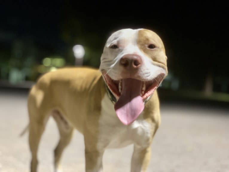 MEGA II, an American Pit Bull Terrier tested with EmbarkVet.com