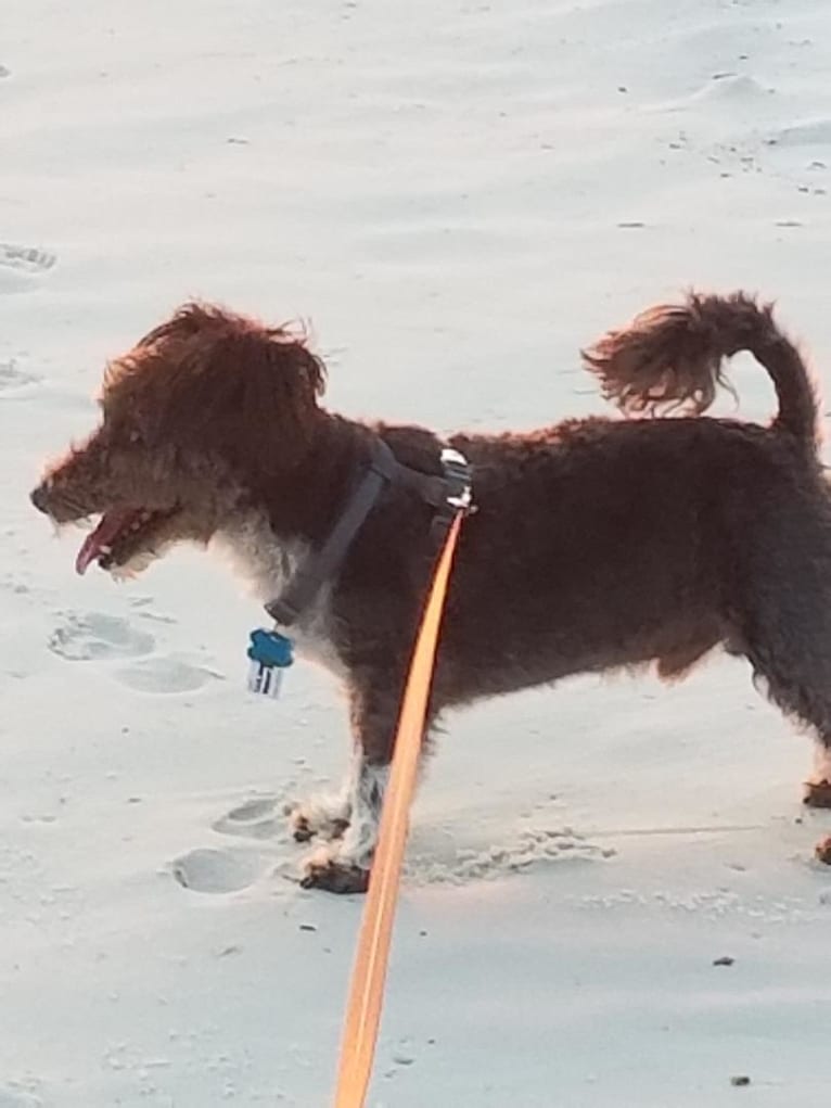 Photo of Sharky, a Bichon Frise and Scottish Terrier mix in Apollo Beach, Florida, USA