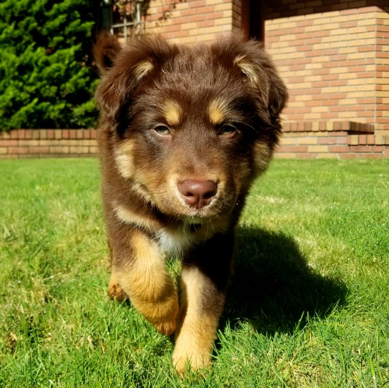 Penny, a Border Collie and American Pit Bull Terrier mix tested with EmbarkVet.com