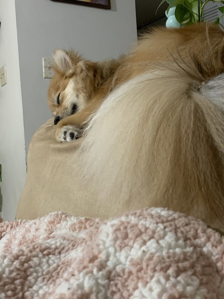 Tucker, a Pomeranian tested with EmbarkVet.com