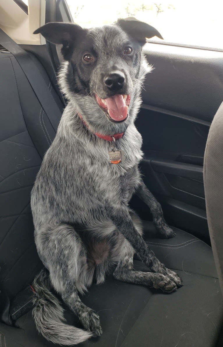 Apollo, a Border Collie and Australian Cattle Dog mix tested with EmbarkVet.com