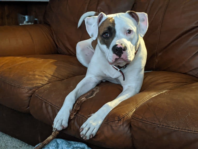 Skips, an American Pit Bull Terrier and American Bulldog mix tested with EmbarkVet.com