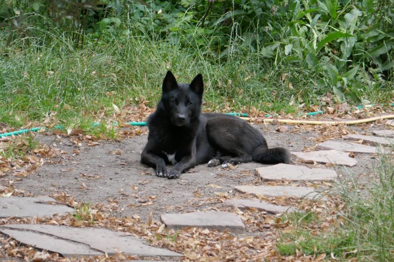 Moshae, a Canaan Dog tested with EmbarkVet.com