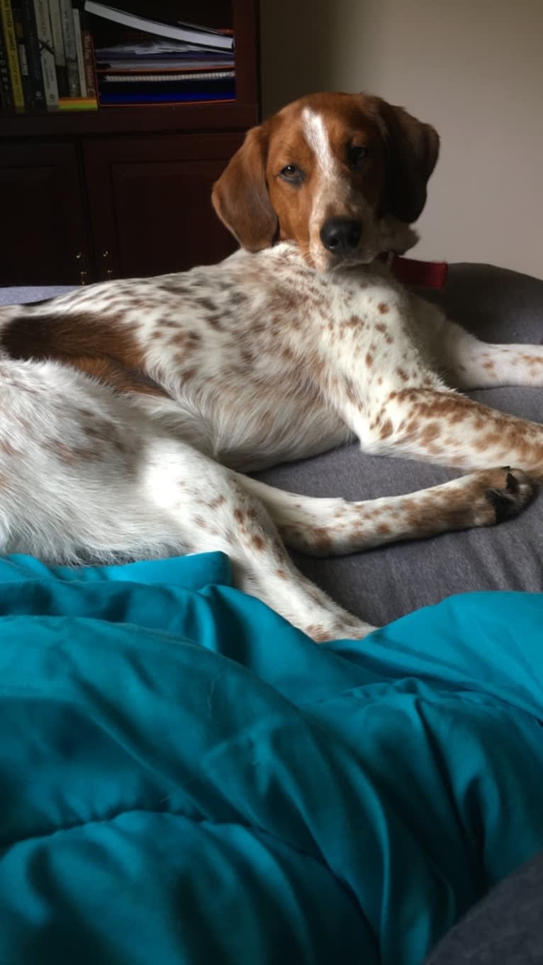 Artie, a Treeing Walker Coonhound and Llewellin Setter mix tested with EmbarkVet.com