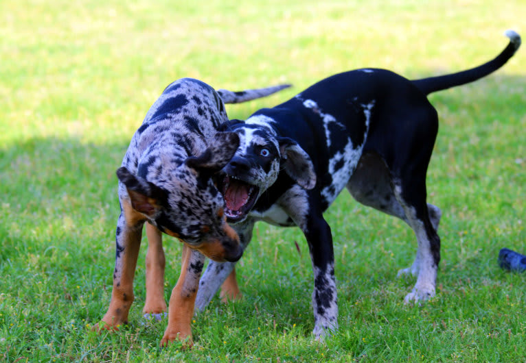 Delphine, a Catahoula Leopard Dog tested with EmbarkVet.com