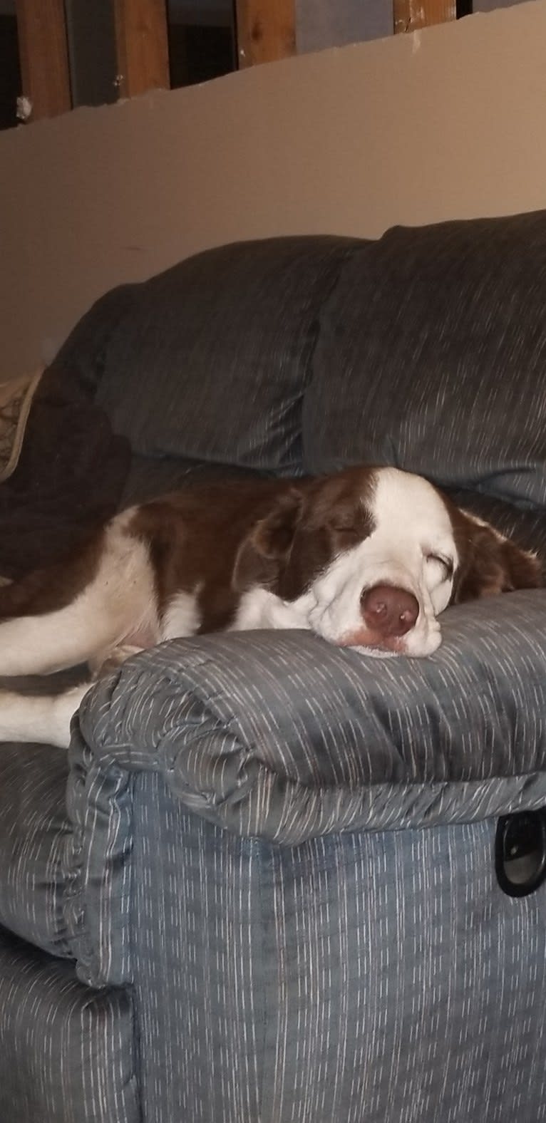 Cosmo, a Great Pyrenees and Border Collie mix tested with EmbarkVet.com