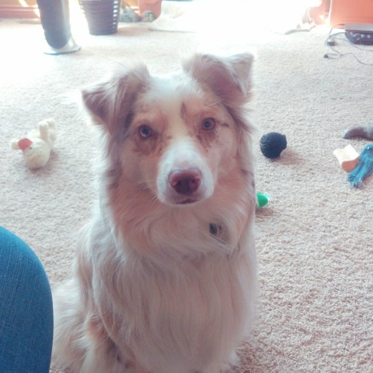 Brizzie, an Australian Shepherd tested with EmbarkVet.com