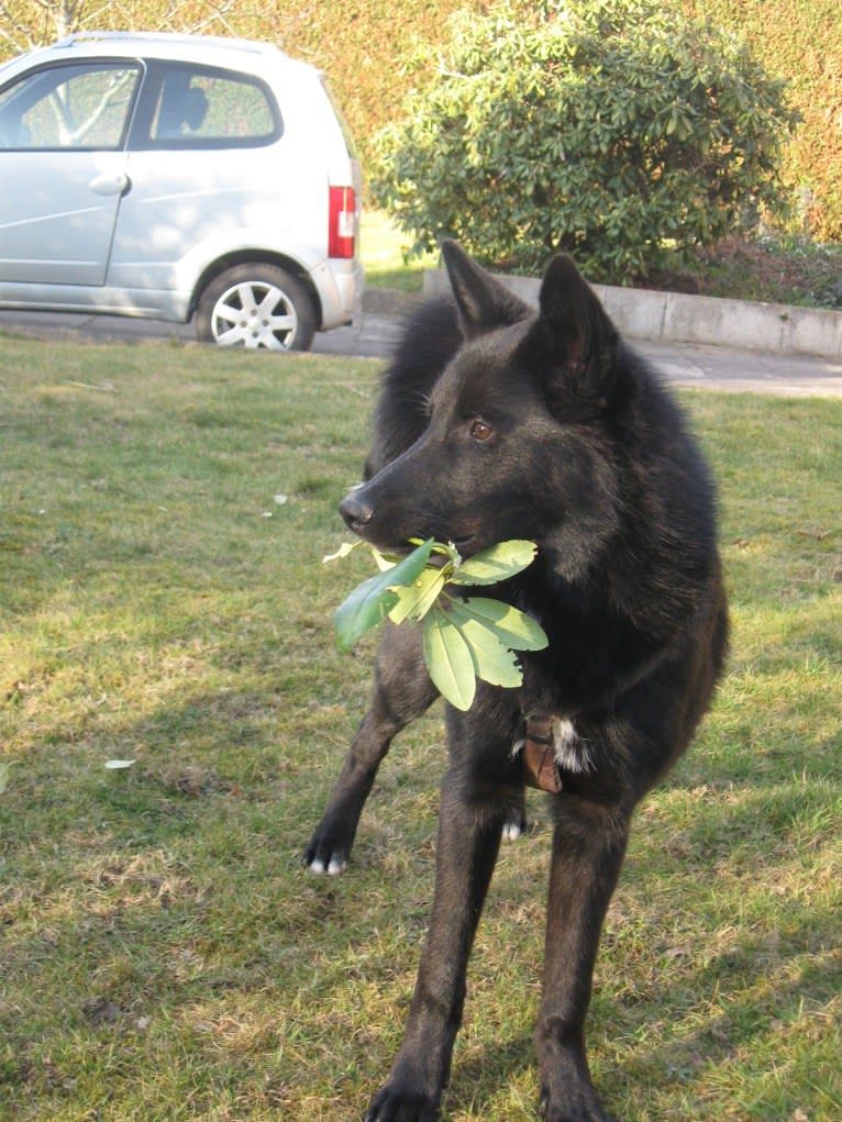 Strolch, a Canaan Dog tested with EmbarkVet.com