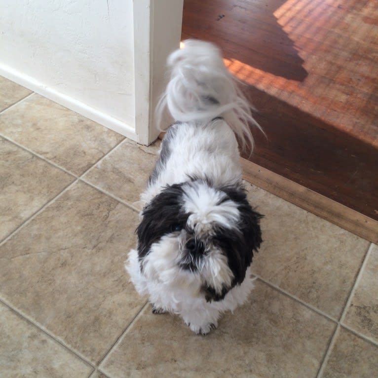 Tivo, a Shih Tzu tested with EmbarkVet.com