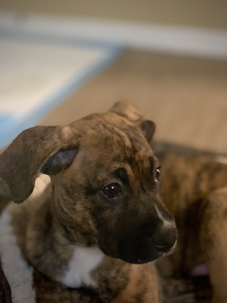 Milo, a Boxer and Siberian Husky mix tested with EmbarkVet.com