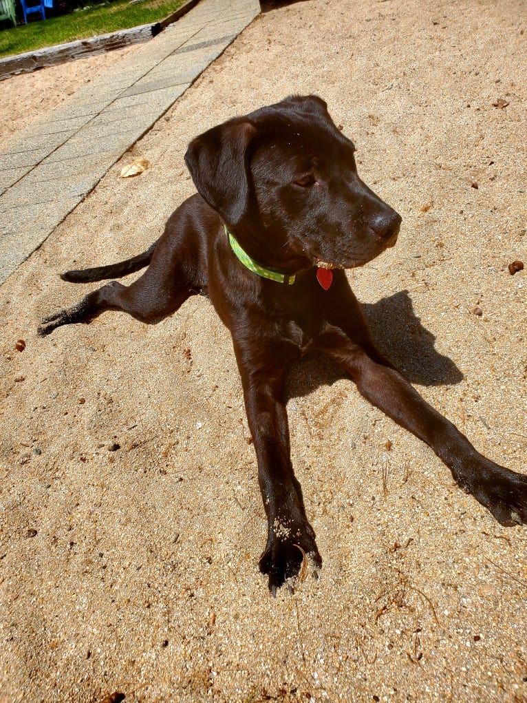 Jett, an American Pit Bull Terrier and Labrador Retriever mix tested with EmbarkVet.com