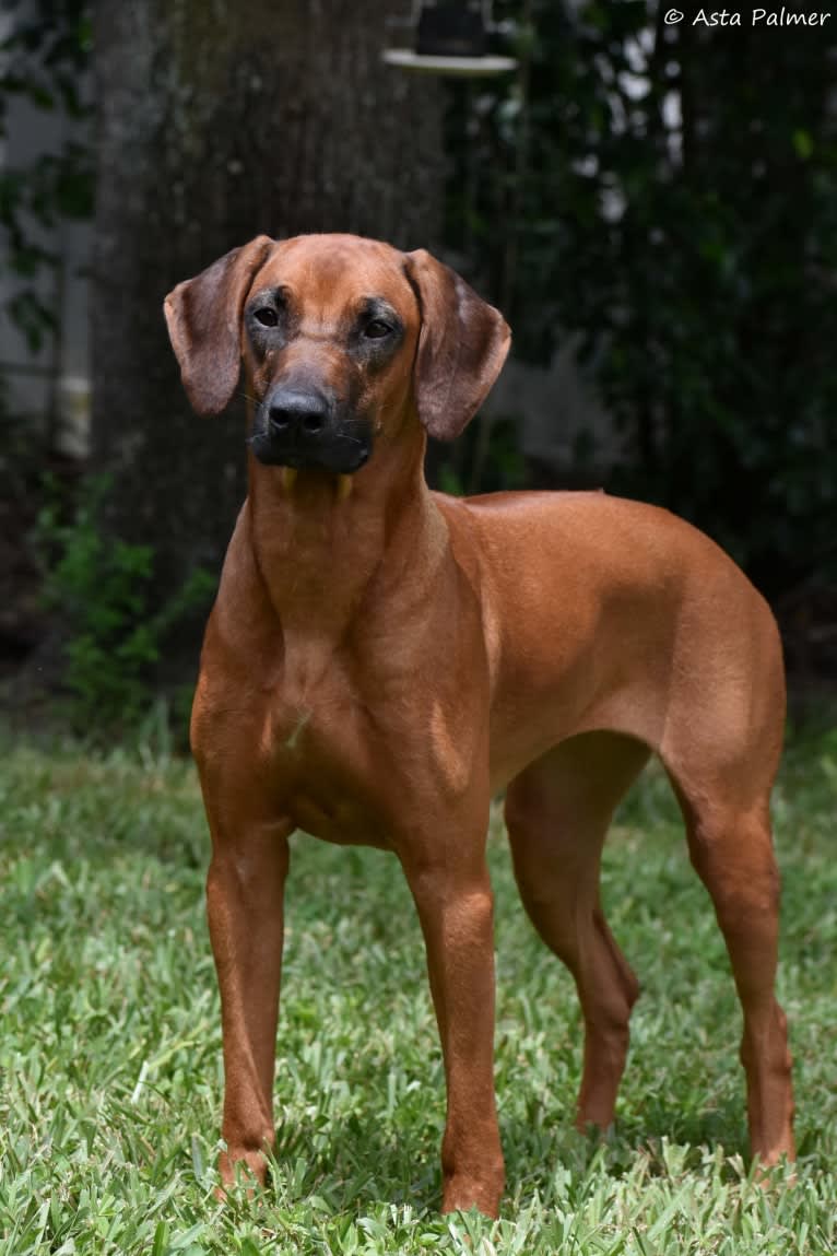 Caught You Looking Lebombo RI TT CGCA CGCU TKI, a Rhodesian Ridgeback tested with EmbarkVet.com