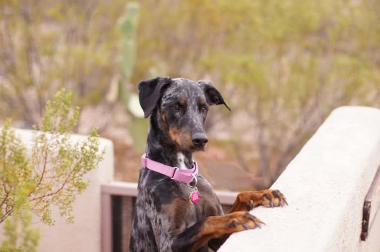 Cricket, a Doberman Pinscher and Rottweiler mix tested with EmbarkVet.com