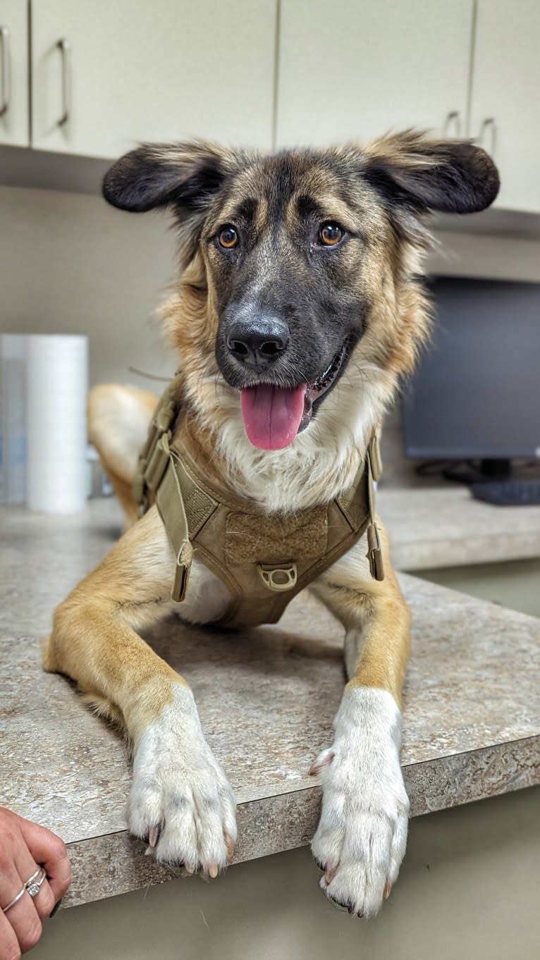 Oates, a West Asian Village Dog tested with EmbarkVet.com