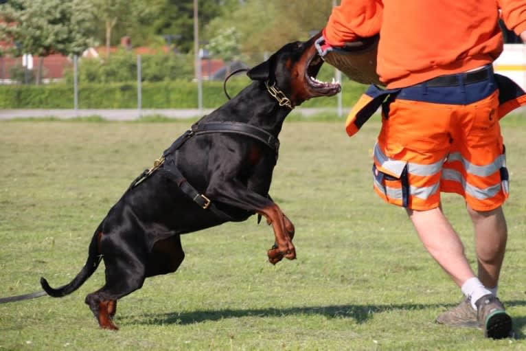 Tyson, a Doberman Pinscher tested with EmbarkVet.com