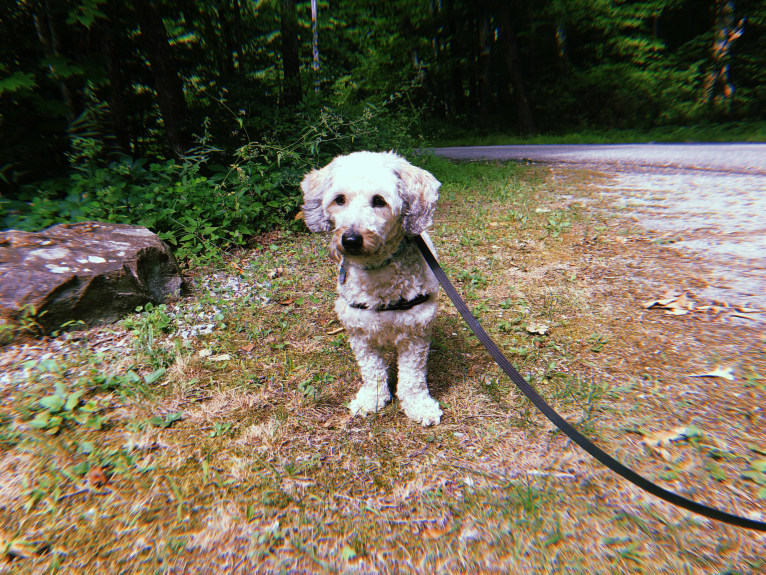 Chase, a Bichon Frise and Dachshund mix tested with EmbarkVet.com