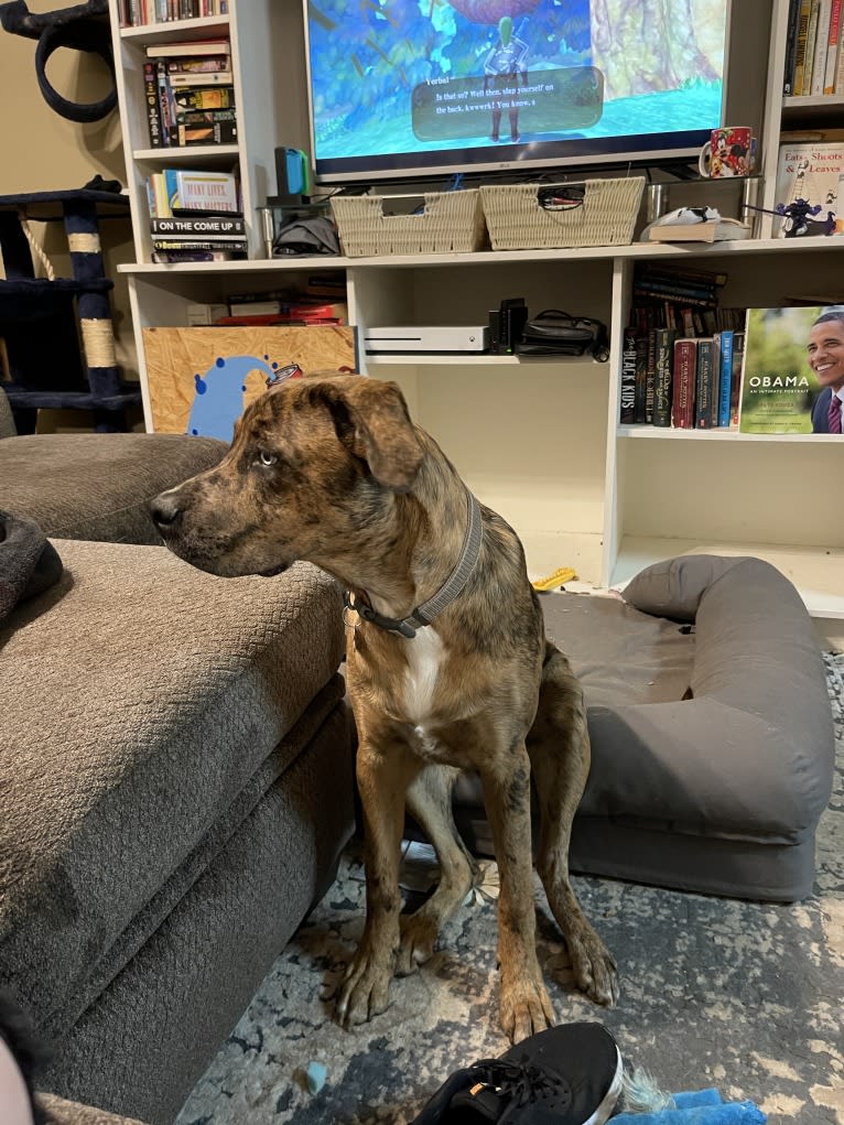 Dante, a Cane Corso and Australian Shepherd mix tested with EmbarkVet.com