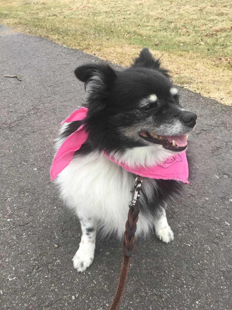 Piper, an American Eskimo Dog and Pomeranian mix tested with EmbarkVet.com