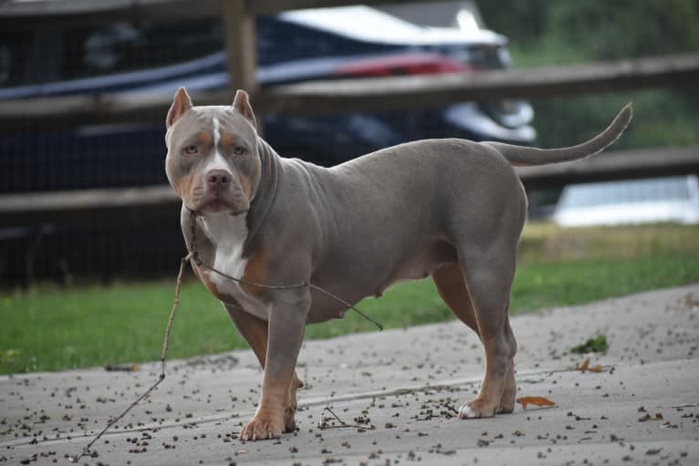 Kamora, an American Bully tested with EmbarkVet.com