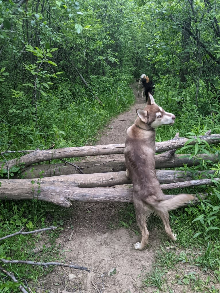 Gambit, a Siberian Husky and Australian Shepherd mix tested with EmbarkVet.com