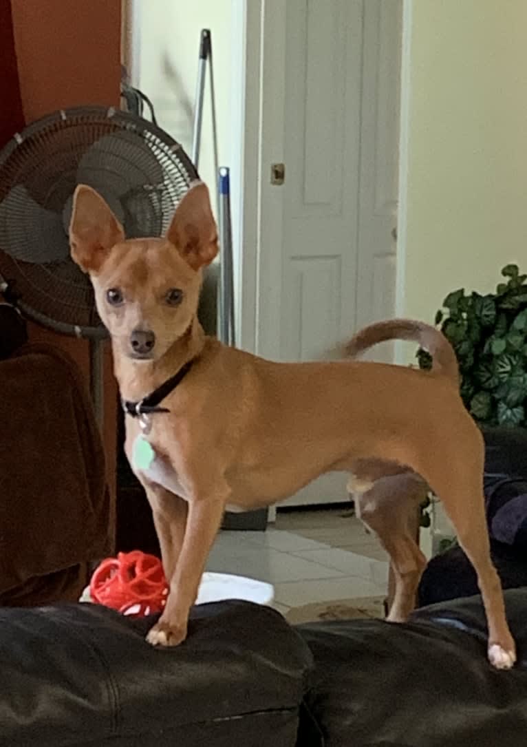 Westin, a Chihuahua and Rat Terrier mix tested with EmbarkVet.com