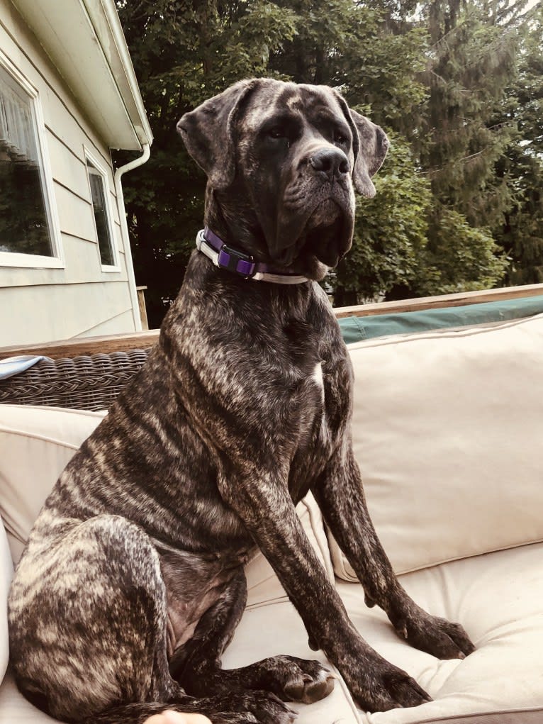 Miss Delilah, a Mastiff tested with EmbarkVet.com