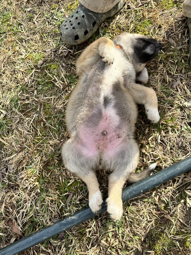 Maverick, a Great Pyrenees and German Shepherd Dog mix tested with EmbarkVet.com