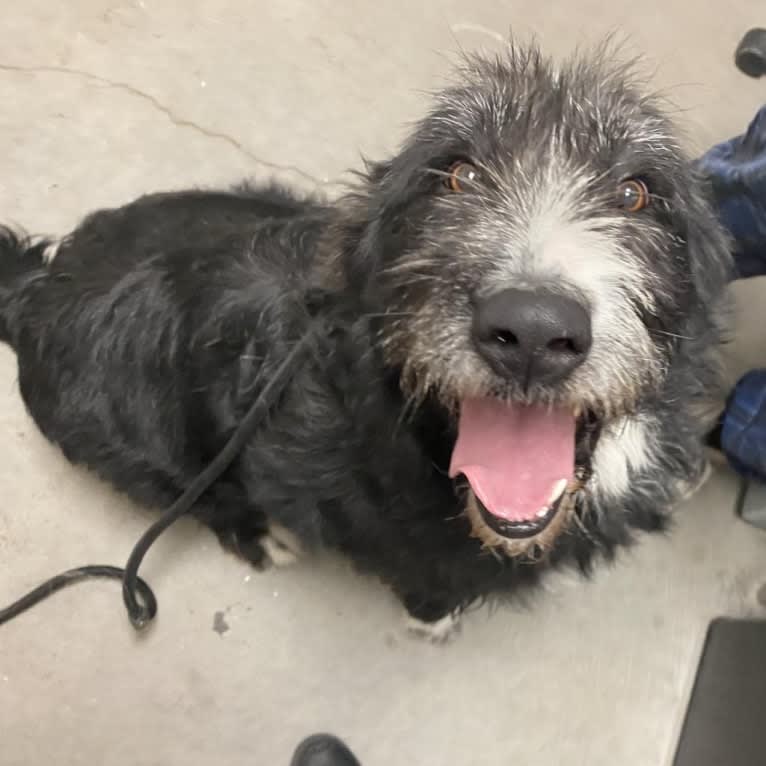 Charlie, an Old English Sheepdog and Labrador Retriever mix tested with EmbarkVet.com