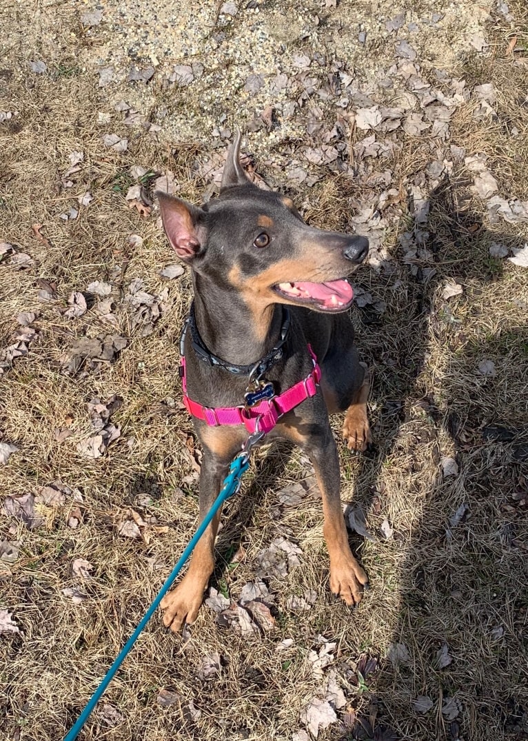 Amara, a German Pinscher tested with EmbarkVet.com