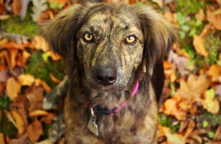 Mama dáy, a Plott and Border Collie mix tested with EmbarkVet.com