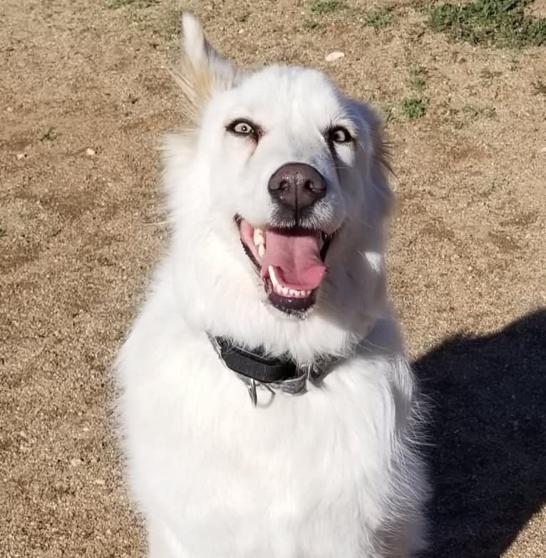 Falkor, a Great Pyrenees and Great Dane mix tested with EmbarkVet.com