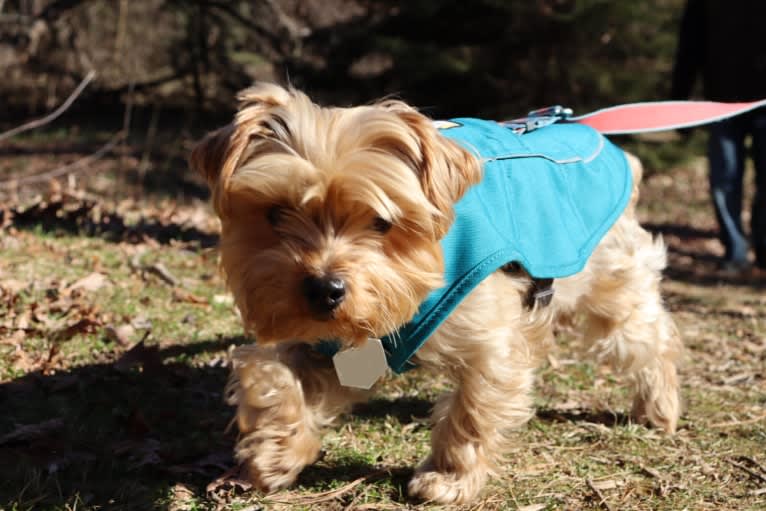 Finley Bryant, a Yorkshire Terrier tested with EmbarkVet.com