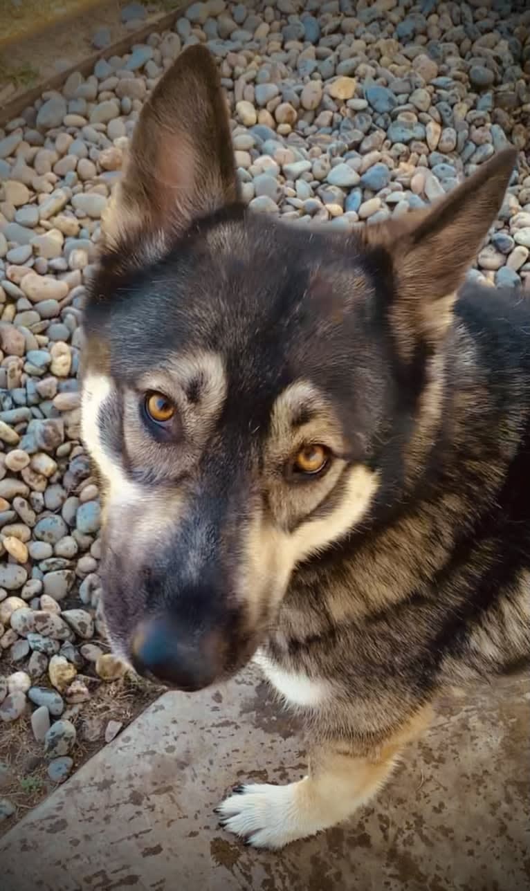 Gizmo, a Siberian Husky and German Shepherd Dog mix tested with EmbarkVet.com