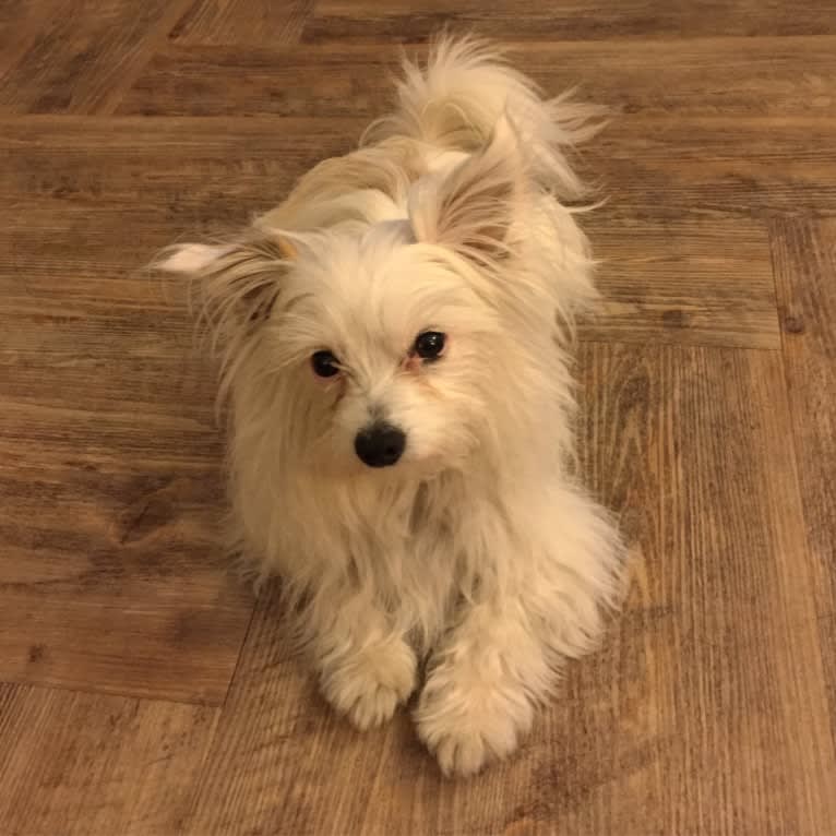 Photo of Ollie, a Chihuahua and Pomeranian mix in Los Angeles, California, USA