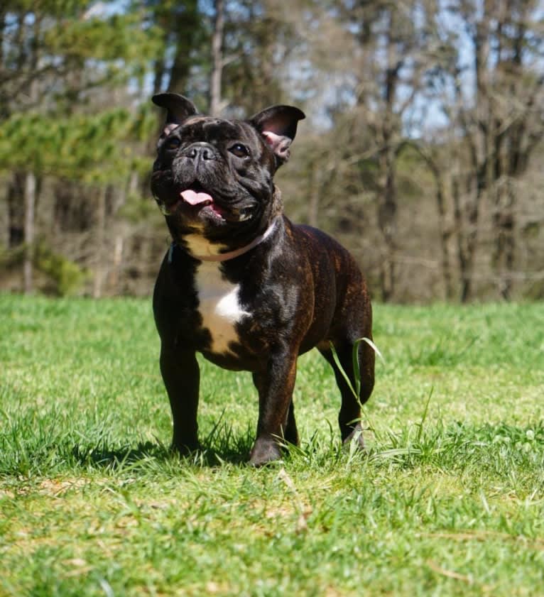 Eris, a French Bulldog and Bulldog mix tested with EmbarkVet.com