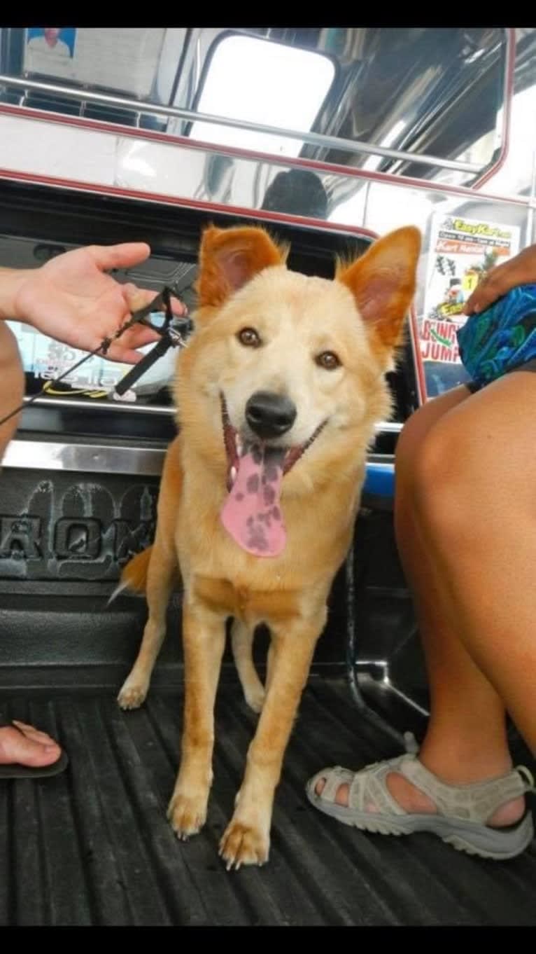 Montana, a Southeast Asian Village Dog tested with EmbarkVet.com