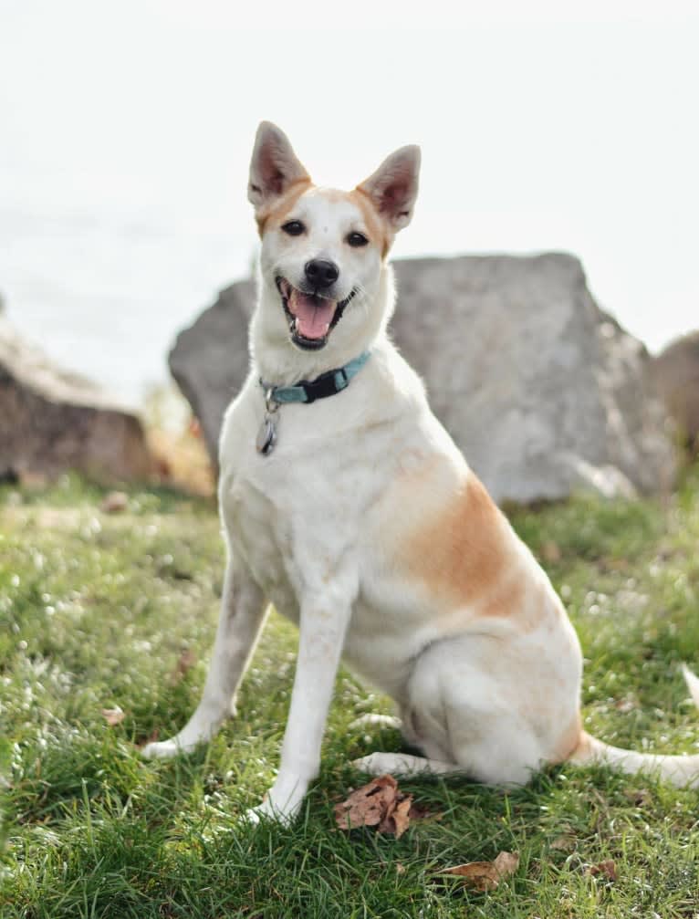 Lexi, a Formosan Mountain Dog tested with EmbarkVet.com
