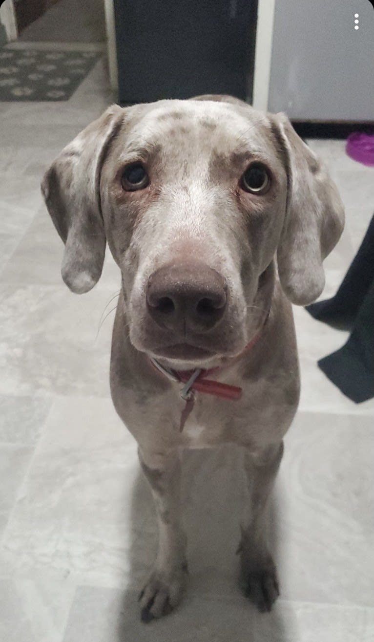 Maggie, a Weimaraner and Catahoula Leopard Dog mix tested with EmbarkVet.com