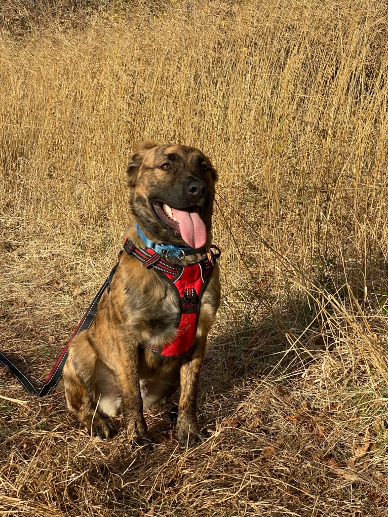 Rufus, an American Pit Bull Terrier and Rottweiler mix tested with EmbarkVet.com